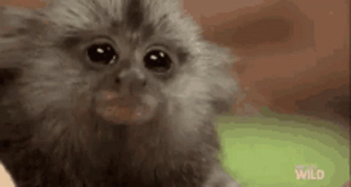 Close Up Small Monkey Looking at Camera