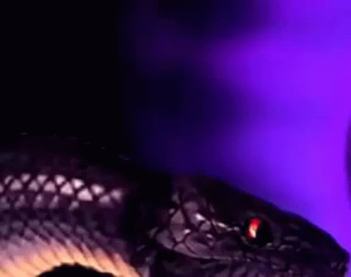 Close Up Snake With Red Eyes