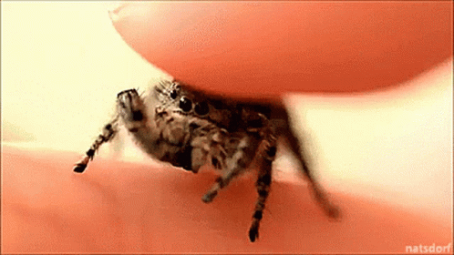Close Up Spider on Finger with Natsdorf Watermark