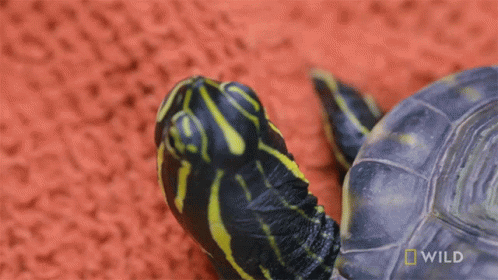 Close Up Turtle With National Geographic Wild Logo