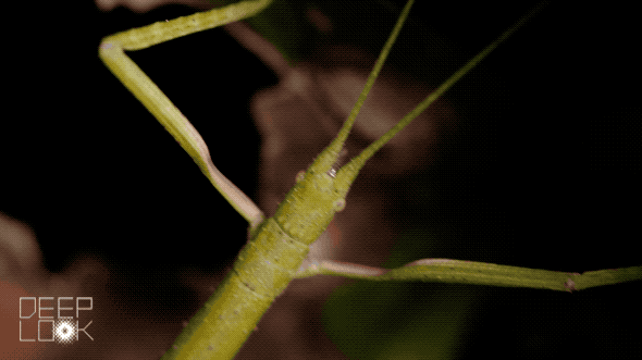 Close Up View Of Stick Bug GIF