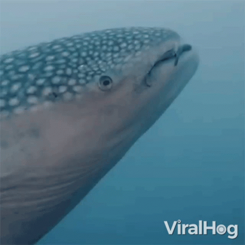 Close Up Whale Shark With Viralhog