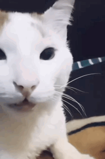 Close Up White Cat Face