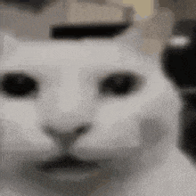 Close Up White Cat Face