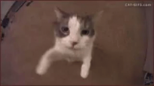 Close-Up White Cat Face