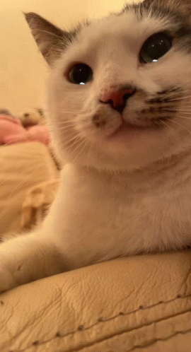 Close Up White Cat With Red Nose