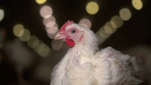 Close Up White Chicken With Red Head