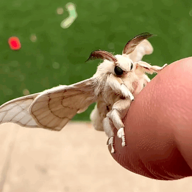 Close Up White Moth On Finger GIF