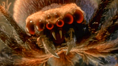 Close Up With Scary Spider GIF