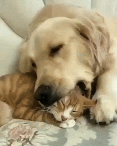 Closeness With Cat Ptsd Dog GIF