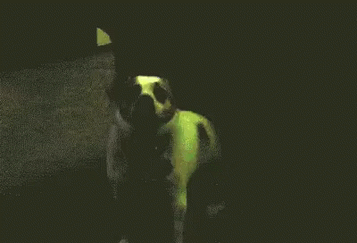 Dog In The Club GIF