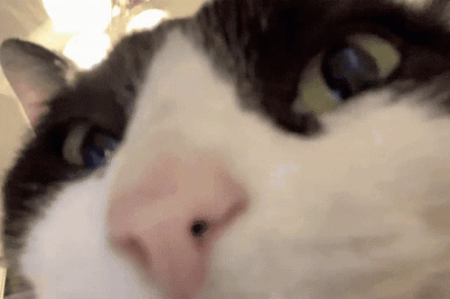 Cat In The Club GIF