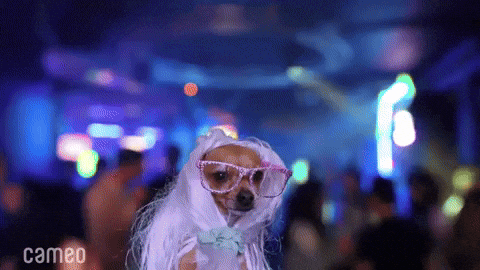 Clubbing Chihuahua Girl GIF