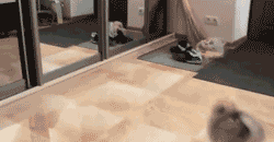 Clueless Little Dog GIF