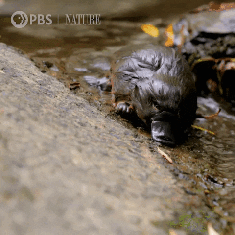 Clumsy Baby Platypus GIF