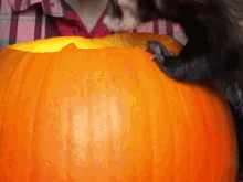 Clumsy Ferret Animal GIF