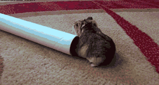 Clumsy Hamster Stuck GIF