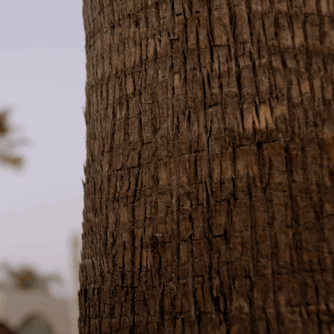 Cobra Kai Learn To Fight Flyer GIF