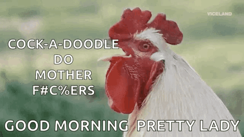 Cock A Doodle Do Chicken GIF