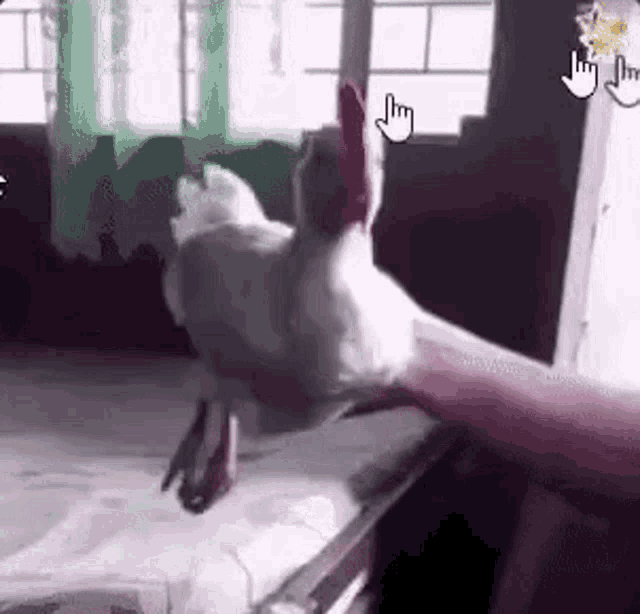 Cock Cock Inspection Gif GIF