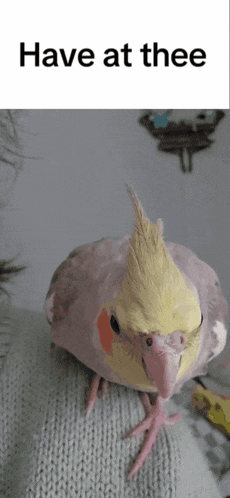 Cockatiel Have At Thee Gif GIF