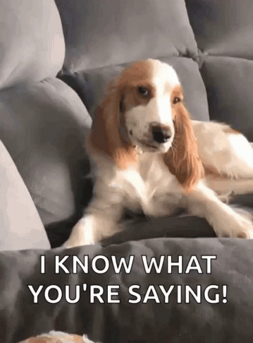Cocker Spaniel Laying on Couch Saying I Know What You're Saying