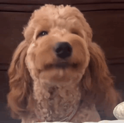 Cocker Spaniel Looking at Camera With Mouth Open