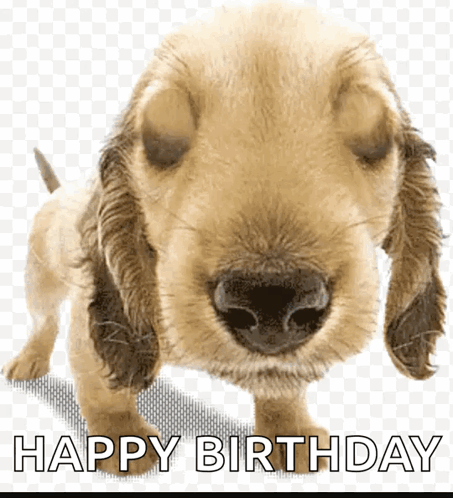 Cocker Spaniel Puppy Eyes Closed Happy Birthday