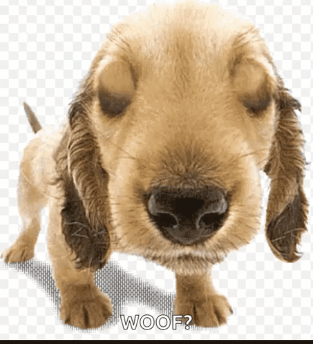 Cocker Spaniel Puppy Eyes Closed Saying Woof