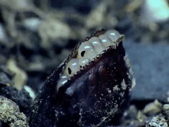 Cockroach Egg Coming Out GIF