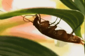 Cockroach Laying On Green Leaf GIF