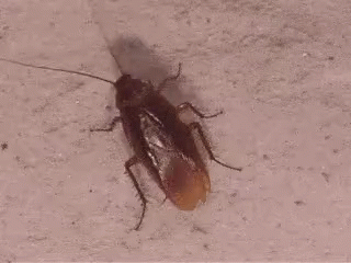 Cockroach Looking For Food GIF