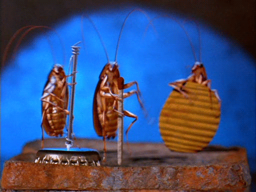 Cockroach Playing Instruments GIF
