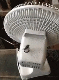 Cockroach Spinning On Fan GIF