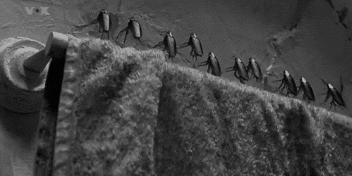 Cockroaches Working Together GIF