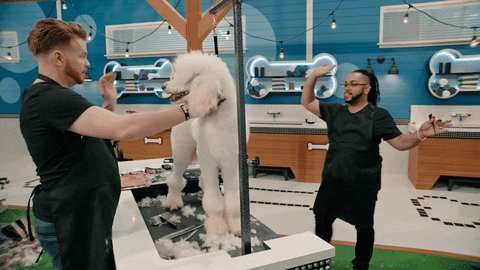 Collaboration Pooch Perfect Contestants High Five GIF