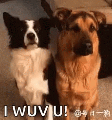 Collie And Retriever Dogs Hugging I Love You GIF