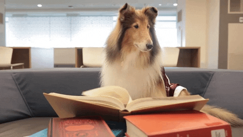 Collie Dog Study Hard At The Couch GIF