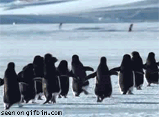 Colony Of Penguins Hurry Up Flying GIF