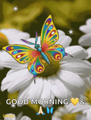 Colorful Butterfly on White Flower Saying Good Morning