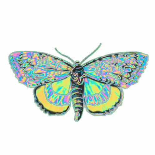 Colorful Butterfly With Black Tail GIF