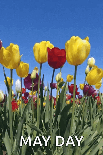 Colorful Flower Field May Day GIF