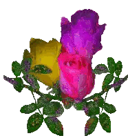 Colorful Flowers on Branch