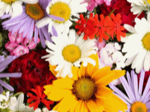 Colorful Flowers With Yellow Center GIF