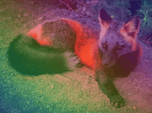 Colorful Fox Laying Looking Camera GIF