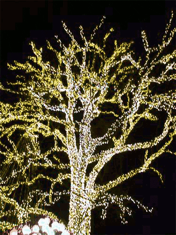 Colorful Garden Christmas Lights GIF