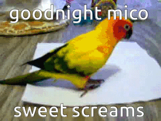 Colorful Parrot Sitting Goodnight Mico Sweet Screams GIF