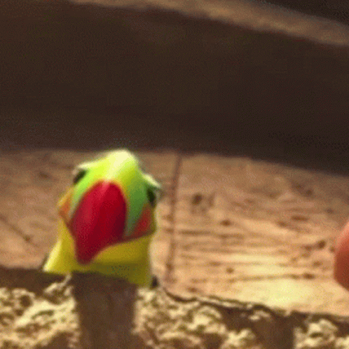 Colorful Parrot With Red Beak on Sandy Surface
