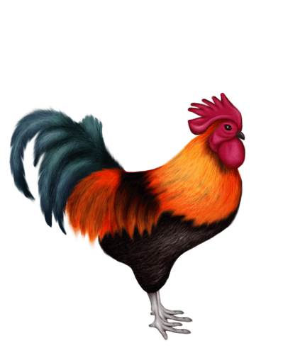 Colorful Rooster with Red Crest on Hind Legs