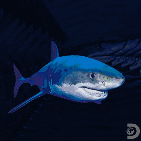 Colorful sharks. Shark week.